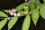 Chinese beautyberry